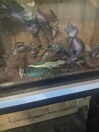 Crested gecko and enclosure 1