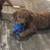 Goldendoodle puppies 6 thumbnail