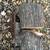 FIREWOOD good for FIRE PIT or wood stove 3 thumbnail