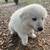 Great Pyrenees Pups 7 thumbnail