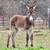 Standard Jenny Donkey Yearling 1 thumbnail