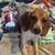 Coonhound 1 thumbnail