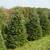 Christmas Trees    Fraser Fir on SALE 8 thumbnail