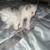 RAG DOLL KITTENS 12 thumbnail