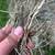 Hay bales 2 thumbnail