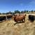Grass Fed Beef 1 thumbnail