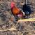 Roosters & hens 3 thumbnail