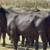 Brangus & Brangus Cross Replacement Heifers 16 thumbnail