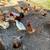 Chickens (layers) 2 thumbnail