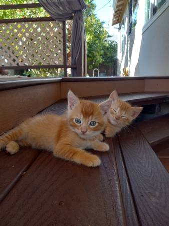 orange tabby kittens (Sacramento CA)63881395590017120