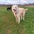 Great Pyrenees/Maremma 1 thumbnail