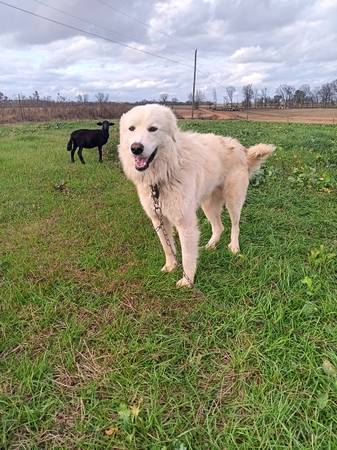 Great Pyrenees/Maremma 1