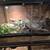 Reptiles 9 thumbnail