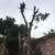 TREE REMOVAL AND STUMP GRINDING 4 thumbnail