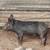 Heritage Piglets 4 thumbnail