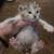 Calico kitten needs loving indoor family 5 thumbnail