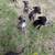 Great dane X dutch shephard greyhound whippet doberman 5 thumbnail