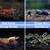 Aquatics Pets -  Neocaridina, Caridina, Shrimp Fancy Guppy, Betta Fish 8 thumbnail