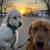 Local Pet Care Independent Contractor NEEDED (Visits/Walks+) ~$26/hr 8 thumbnail