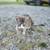 Free inside/outside cats 3 thumbnail
