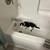 Lost cat named Lucy 2 thumbnail