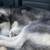 Lost husky dog 17 thumbnail