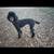 Standard Poodle pups 1 thumbnail