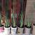 Aechmea / Clivia / Cactus/ Hoya Carnosa/Aloe vera 6 thumbnail