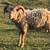 Shetland wool sheep: Rams, ewes 13 thumbnail