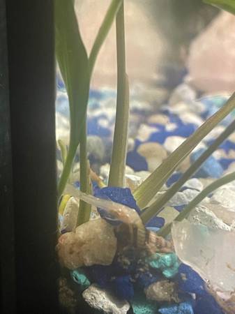 Albino Bristlenose pleco babies63469793678979123