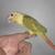 Dilute Conure 4 thumbnail