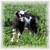 Nigerian Dwarf buckling available 5 thumbnail