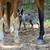 Blue Heeler Female 3 thumbnail