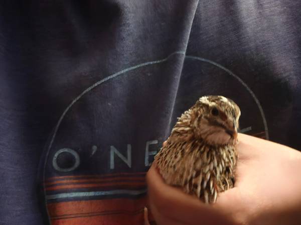 Coturnix quail592601730369474561