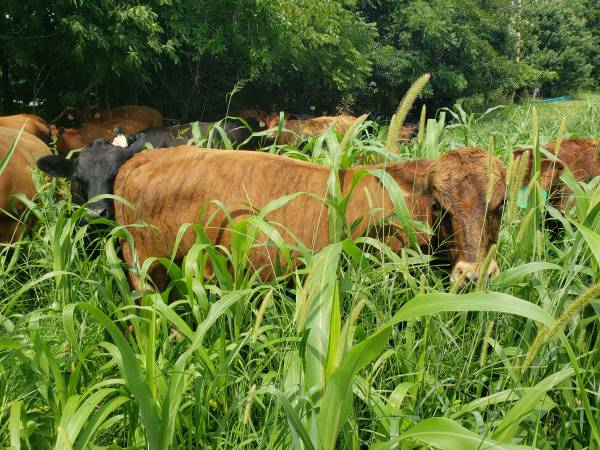 Organic grass fed beef 1