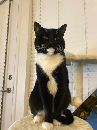 Tuxedo cat no rehoming fee 1