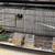 Finch Society finches 1 thumbnail