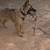 Trained german shepherd 9 thumbnail