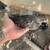 Brahma chicks 4 thumbnail