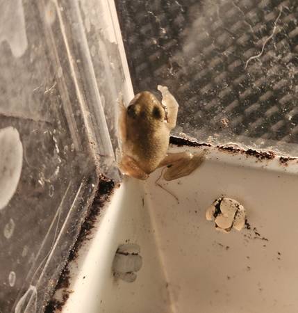 Gray tree frogs need home (Manassas)562640247000944647