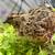 Free Coturnix Quail 1 thumbnail