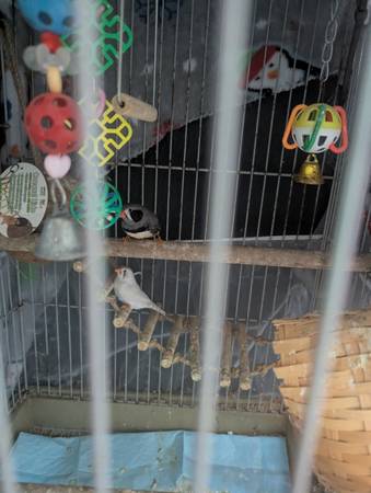Pinzones (Fort Pierce)