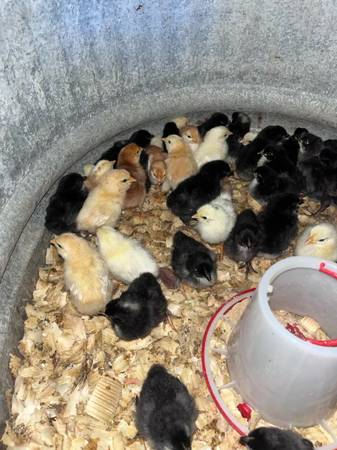Chicks —-   Pollitos — egg layer chicks 1
