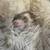 Rehoming Ferrets 3 thumbnail