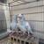 Pigeons for sale 3 thumbnail