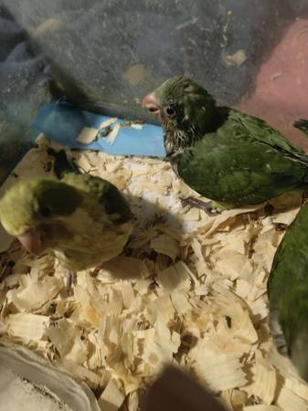Normal Green and Green Opaline Quakers babies (Cleveland)63859313202689121