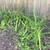 FREE Orange Perennial Daylilies 5 thumbnail