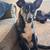 Two dogs 4 thumbnail