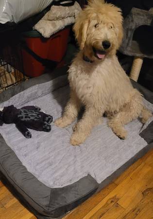 Goldendoodle de 5 meses (Gresham)63842372761217121