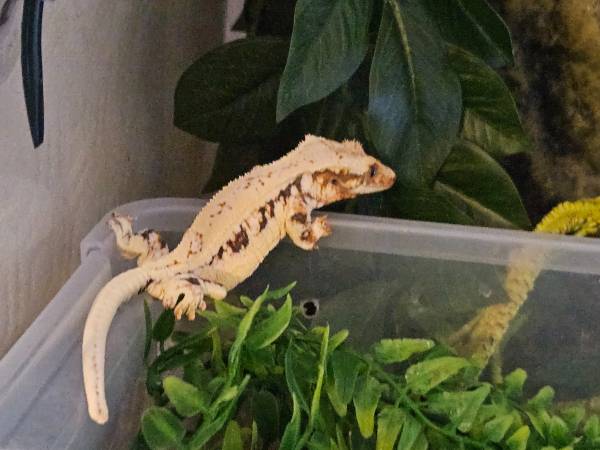 Gecko crestado blanco Lily, $150
